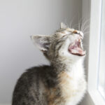 【ドイツ無期限滞在許可証】崖っぷちからの大逆転！収入不足で更新不可の私が「最強ビザ」を手に入れた話