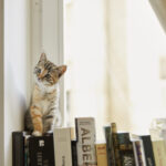 【ベルリンで出産準備】Anmeldung zur Geburt（出産予約）とは？