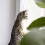 【ドイツ出産】ベルリンで揃えるベビー用品リスト！買ってよかった神アイテムと購入場所まとめ