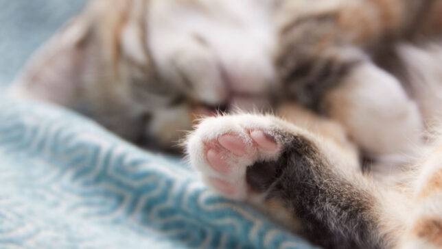 ベルリンの猫