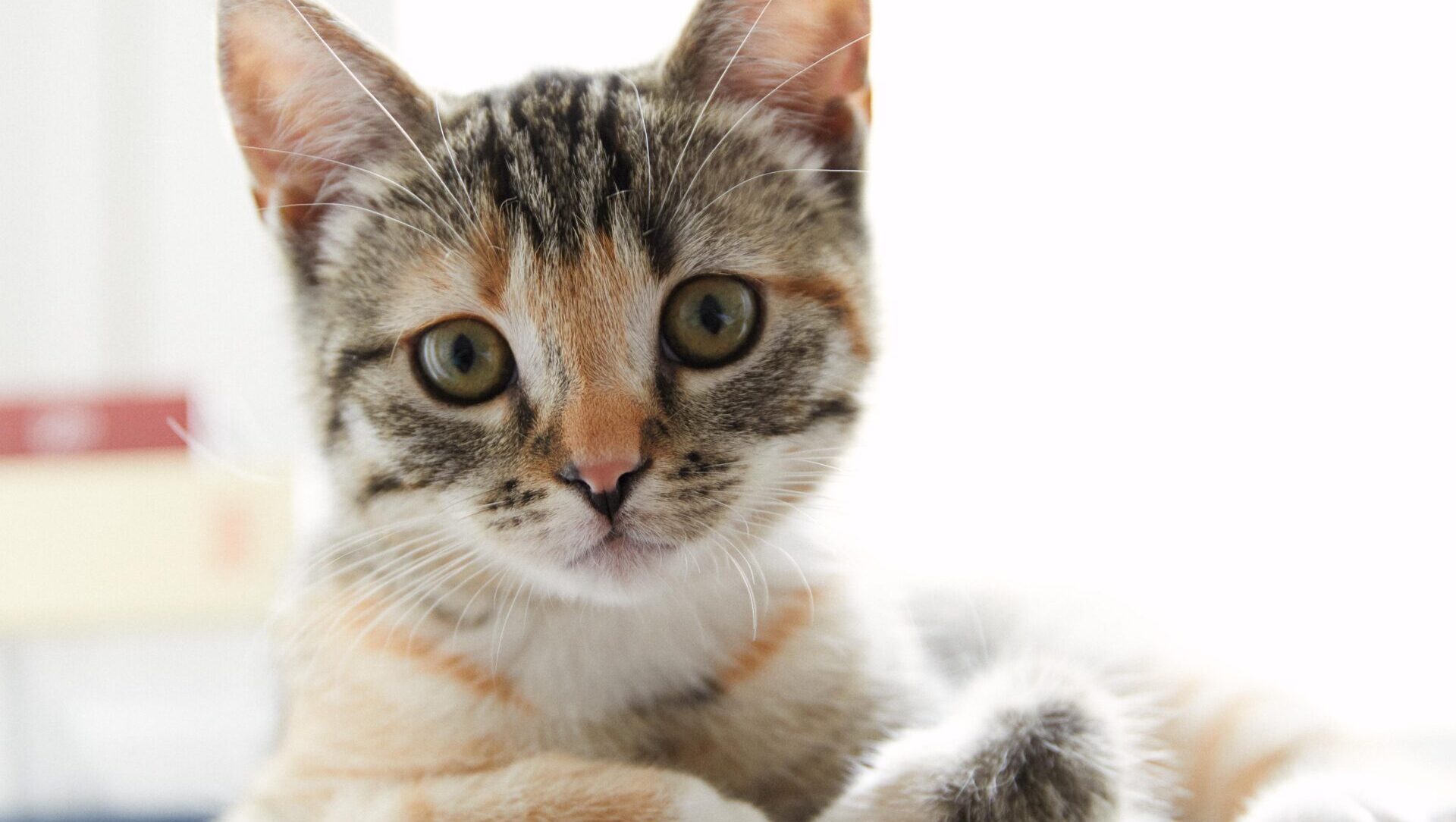 ベルリンの猫