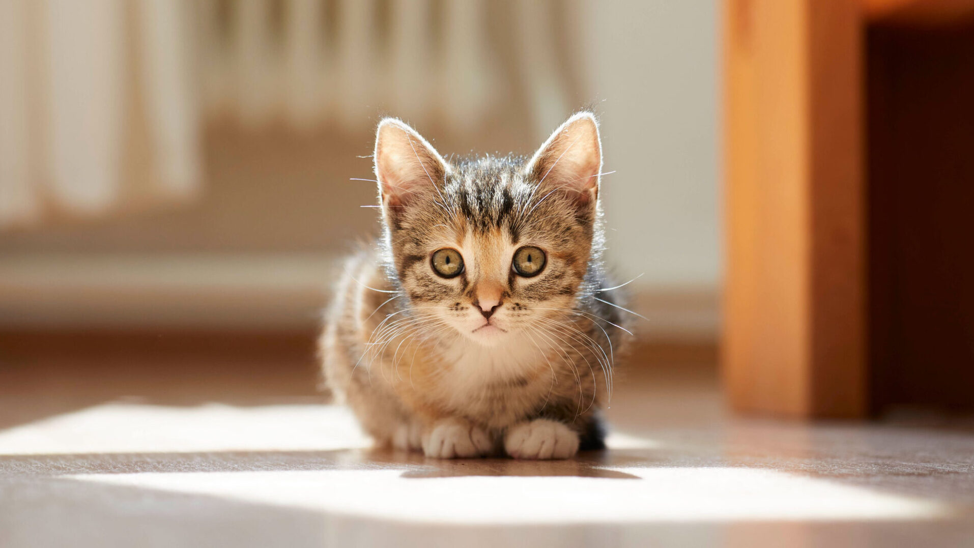 ベルリンの猫