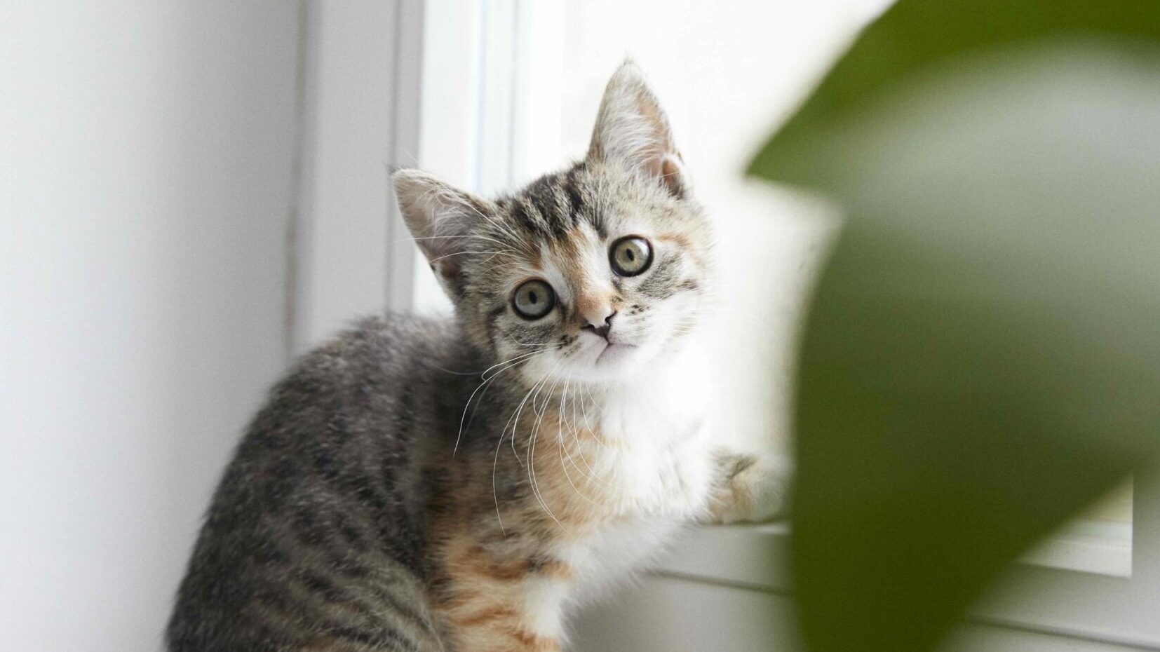 ベルリンの猫
