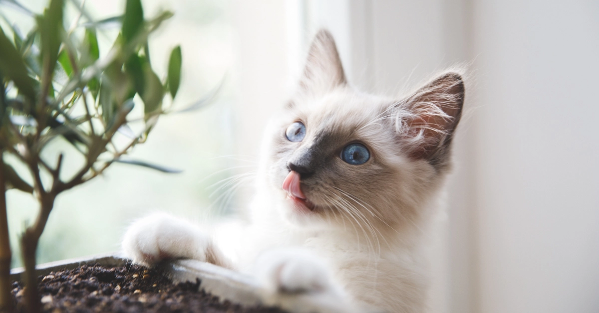 ドイツのクラインアンツァイゲンで猫を買う