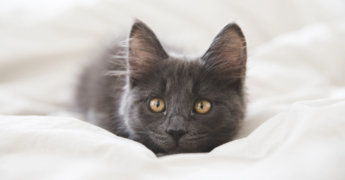 ドイツのクラインアンツァイゲンで猫を買う