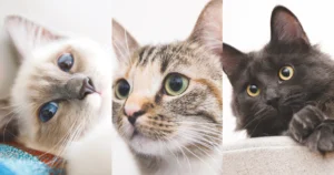 ドイツのクラインアンツァイゲンで猫を買う